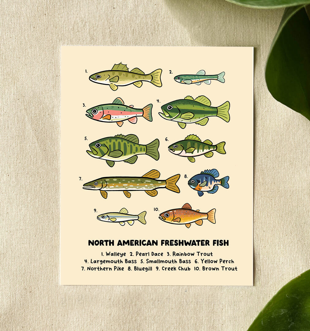 Freshwater Fish 5x7 Print